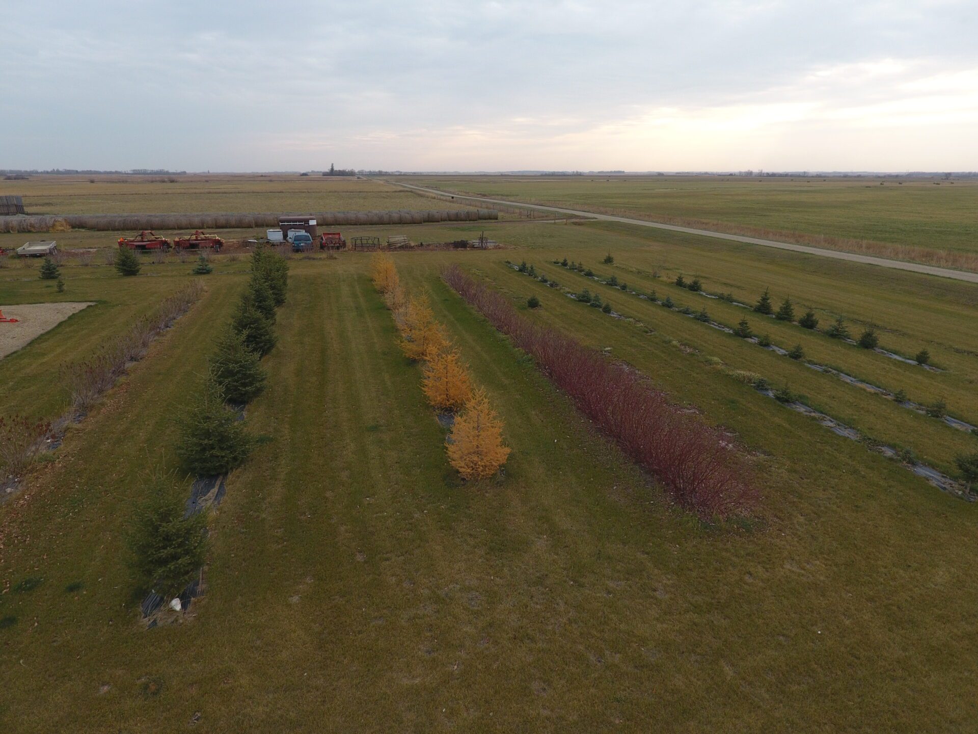 Tree Seedlings for Sale